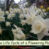 Life Cycle of a Flowering Plant