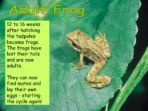 Life Cycles – Frog