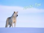 Habitats – The Arctic