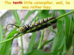 Ten Little Caterpillars