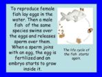 Life Cycle of Fish