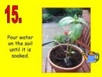 Growing Sunflowers – Instructions