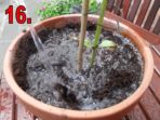 Growing Sunflowers – Instructions