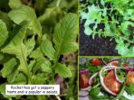 Growing your own Food