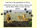 Lions and Their Habitats