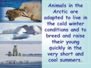 Arctic PowerPoint for KS1 & KS2 children for teaching habitats