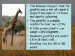 Habitats – Savanna – Giraffes