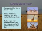 Habitats – Savanna – Giraffes
