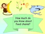 Food Chains Quiz