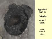 teeth investigation KS2 powerpoint for teeth & eating KS2 science unit