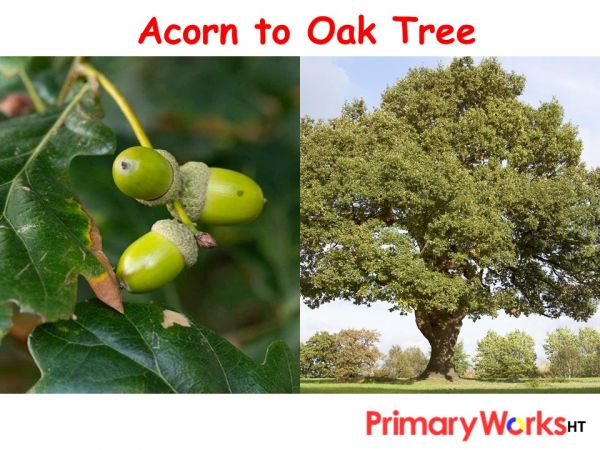 Acorn to Oak Tree PowerPoint to download for Life and Living Processes